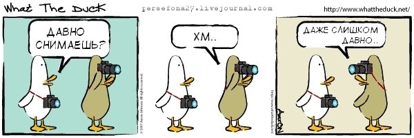 Обложка: What The Duck